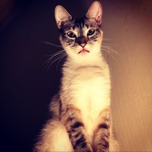 Meet your Posher, Chase